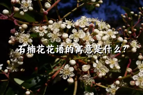 石楠花花语的寓意是什么？