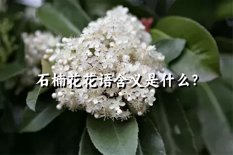 石楠花花语含义是什么？