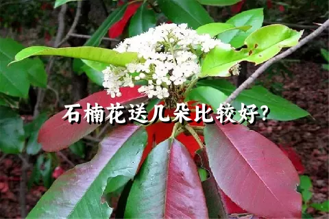 石楠花送几朵比较好？