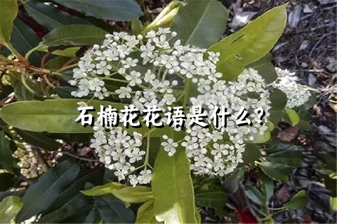 石楠花花语是什么？