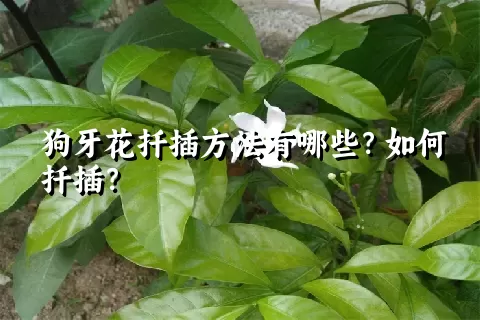 狗牙花扦插方法有哪些？如何扦插？