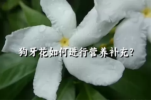 狗牙花如何进行营养补充？