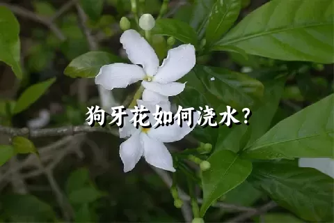 狗牙花如何浇水？