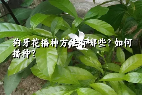 狗牙花播种方法有哪些？如何播种？