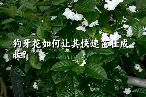 狗牙花如何让其快速茁壮成长？