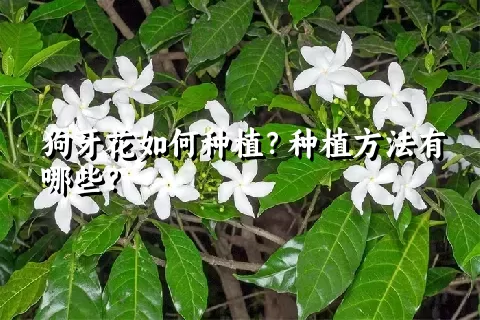 狗牙花如何种植？种植方法有哪些？