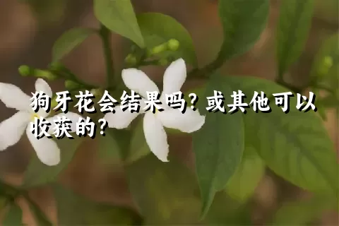 狗牙花会结果吗？或其他可以收获的？
