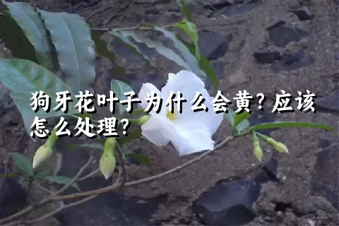 狗牙花叶子为什么会黄？应该怎么处理？