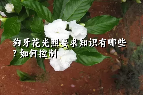 狗牙花光照要求知识有哪些？如何控制