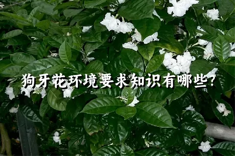 狗牙花环境要求知识有哪些？