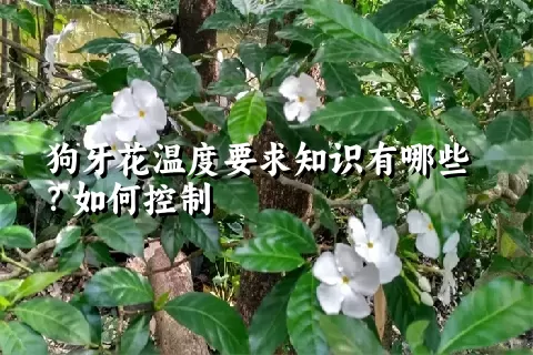 狗牙花温度要求知识有哪些？如何控制