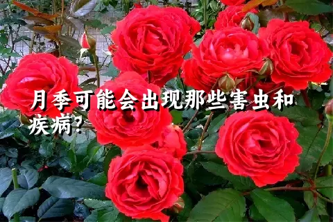 月季可能会出现那些害虫和疾病？