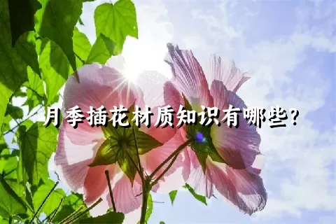 月季插花材质知识有哪些？