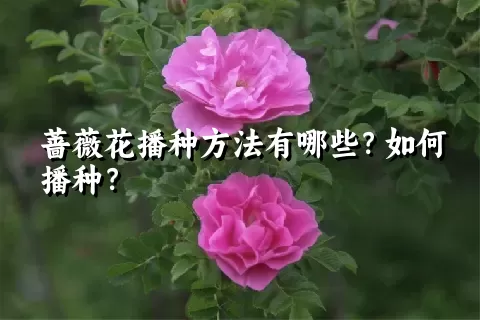 蔷薇花播种方法有哪些？如何播种？
