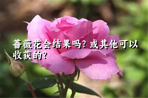蔷薇花会结果吗？或其他可以收获的？