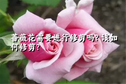 蔷薇花需要进行修剪吗？该如何修剪？