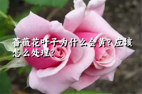 蔷薇花叶子为什么会黄？应该怎么处理？