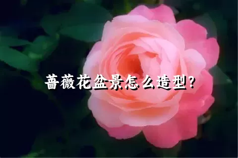 蔷薇花盆景怎么造型？