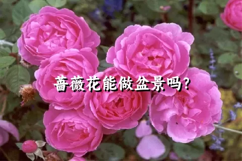 蔷薇花能做盆景吗？