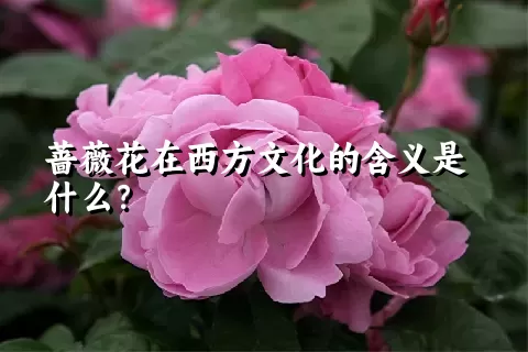 蔷薇花在西方文化的含义是什么？