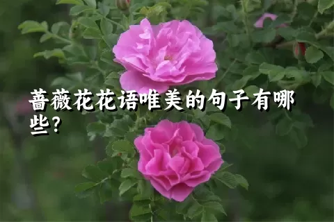 蔷薇花花语唯美的句子有哪些？