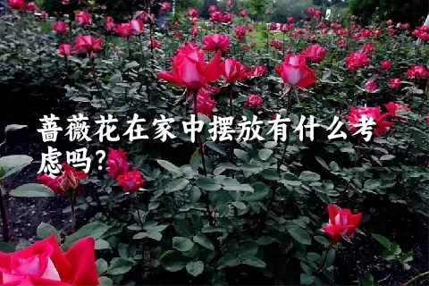 蔷薇花在家中摆放有什么考虑吗？