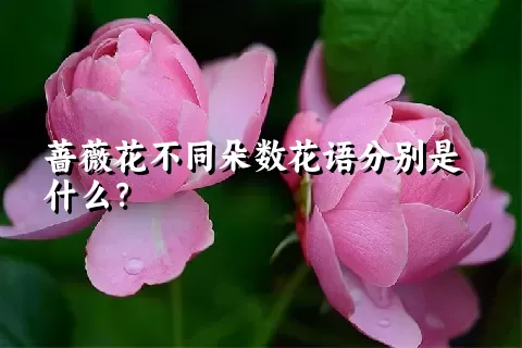 蔷薇花不同朵数花语分别是什么？