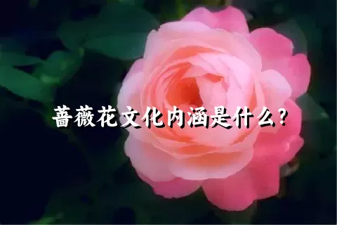 蔷薇花文化内涵是什么？