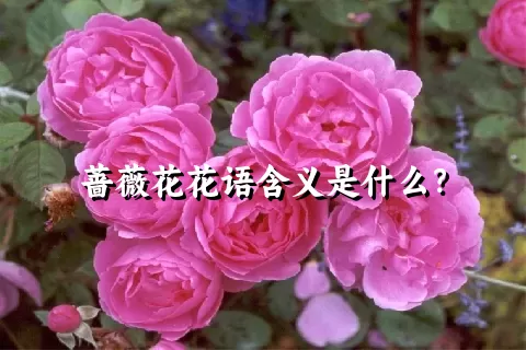 蔷薇花花语含义是什么？