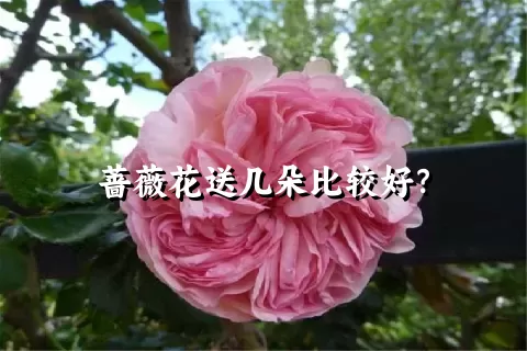 蔷薇花送几朵比较好？