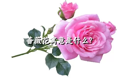 蔷薇花寓意是什么？