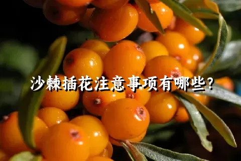 沙棘插花注意事项有哪些？