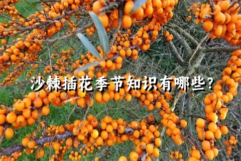 沙棘插花季节知识有哪些？