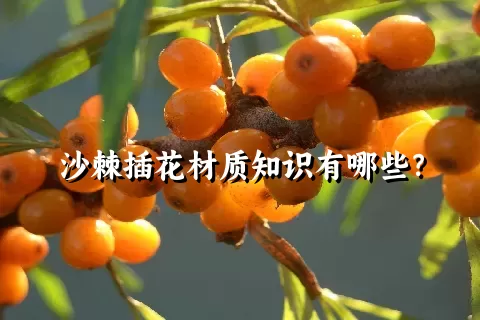 沙棘插花材质知识有哪些？