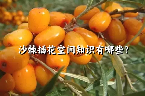 沙棘插花空间知识有哪些？