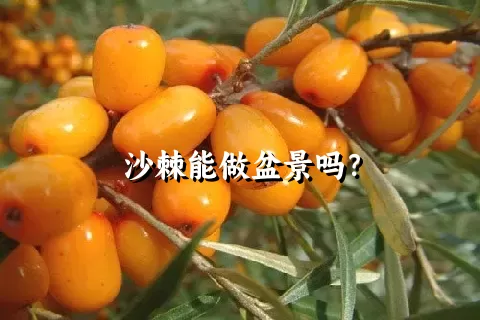 沙棘能做盆景吗？