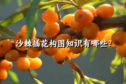 沙棘插花构图知识有哪些？