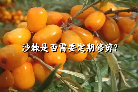 沙棘是否需要定期修剪？