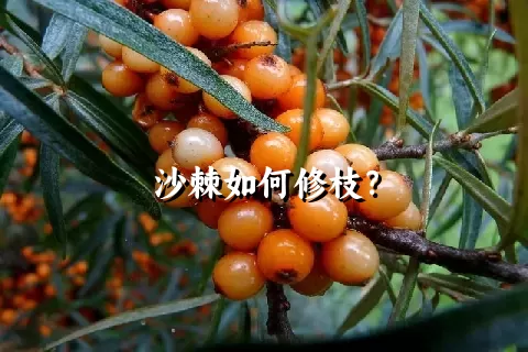 沙棘如何修枝？