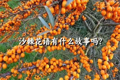 沙棘花语有什么故事吗？