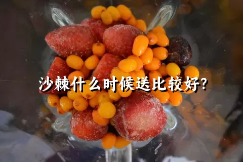 沙棘什么时候送比较好？