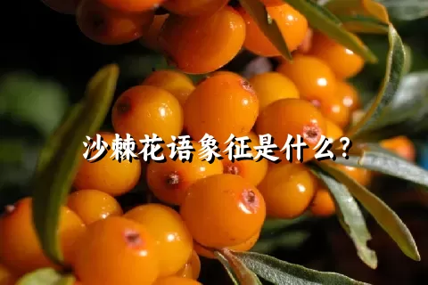 沙棘花语象征是什么？