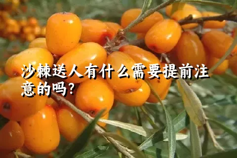 沙棘送人有什么需要提前注意的吗？