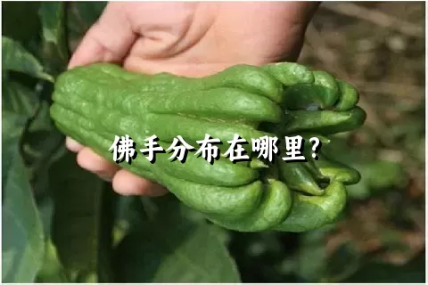 佛手分布在哪里?