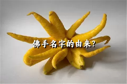 佛手名字的由来？