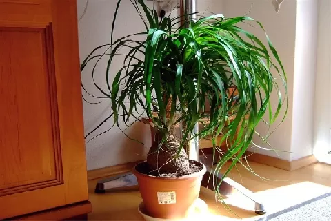 酒瓶兰