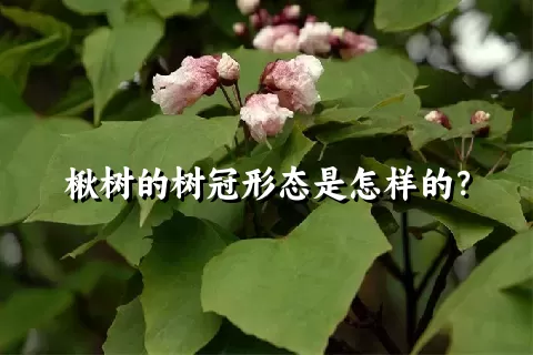 楸树的树冠形态是怎样的？