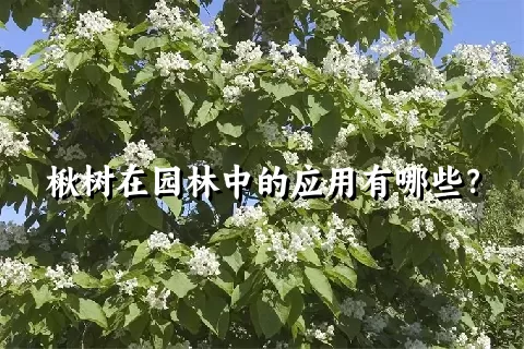 楸树在园林中的应用有哪些？