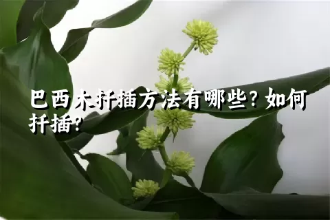 巴西木扦插方法有哪些？如何扦插？