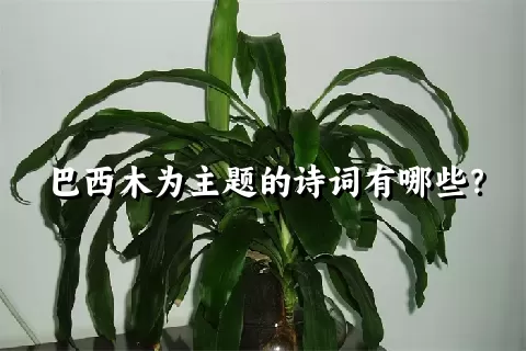 巴西木为主题的诗词有哪些？